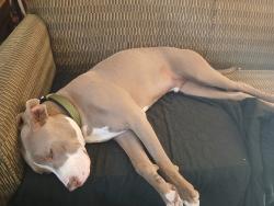 Found/Stray Male Dog last seen Olive, cedar, Fresno, CA 93703