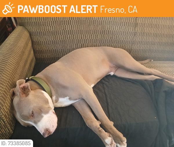 Found/Stray Male Dog last seen Olive, cedar, Fresno, CA 93703