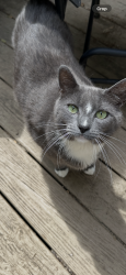 Lost Male Cat last seen Fieldgate Ct, Mauldin, SC 29662