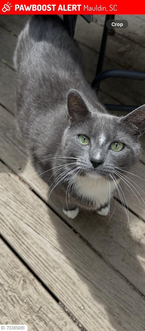 Lost Male Cat last seen Fieldgate Ct, Mauldin, SC 29662