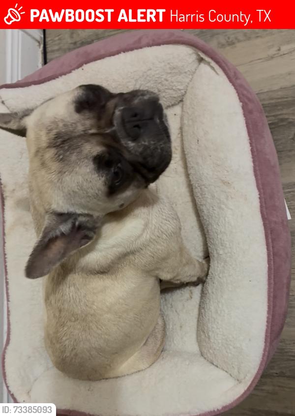 Lost Female Dog last seen Brescia, Harris County, TX 77449