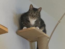 Reunited Female Cat last seen Cimmarron Ct, La Canada Dr, Cameron Park, CA 95682