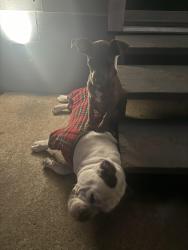 Lost Female Dog last seen Near Avenue J fort worth, Fort Worth, TX 76105