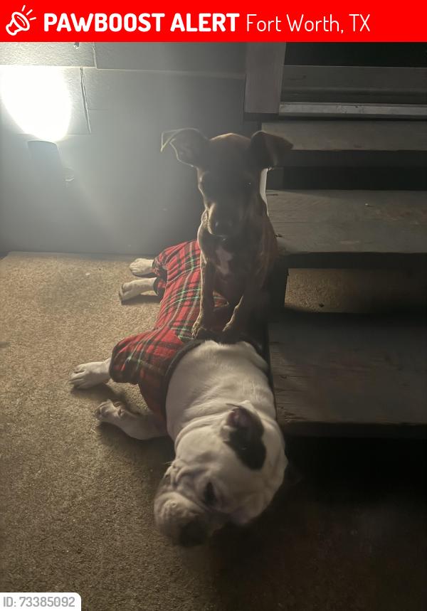 Lost Female Dog last seen Near Avenue J fort worth, Fort Worth, TX 76105