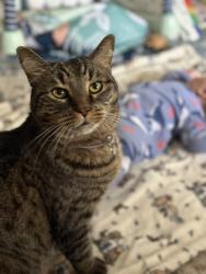 Reunited Male Cat last seen Vineyard Terrace, Napa, CA 94558