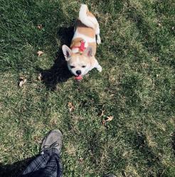 Lost Female Dog last seen Grand Haven Circle, Romeoville, IL 60446