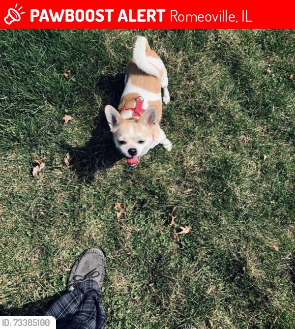 Lost Female Dog last seen Grand Haven Circle, Romeoville, IL 60446