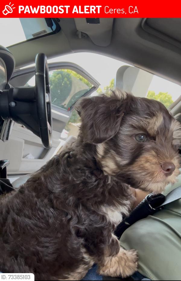 Lost Male Dog last seen Hackett road and Central Avenue, Ceres, CA 95358