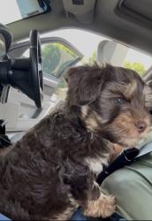 Lost Male Dog last seen Hackett road and Central Avenue, Ceres, CA 95358