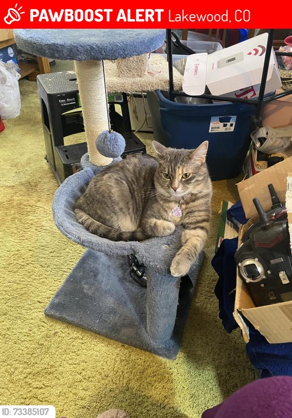 Lost Female Cat last seen Near yarrow st Lakewood, Lakewood, CO 80214