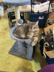 Lost Female Cat last seen Near yarrow st Lakewood, Lakewood, CO 80214