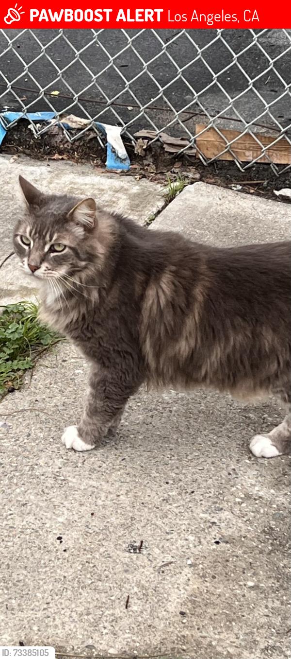 Lost Male Cat last seen 1st street, Los Angeles, CA 90033