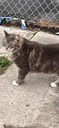 Lost Male Cat last seen 1st street, Los Angeles, CA 90033
