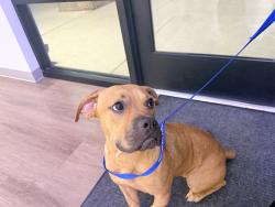 Found/Stray Unknown Dog last seen Johnson pond/bridge, Fuquay-Varina, NC 27526