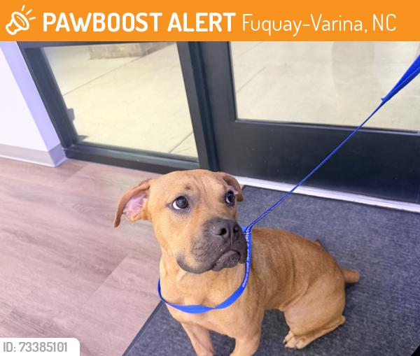 Found/Stray Unknown Dog last seen Johnson pond/bridge, Fuquay-Varina, NC 27526