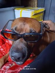 Lost Male Dog last seen Cloverleaf lake apmts, Richmond, VA 23225