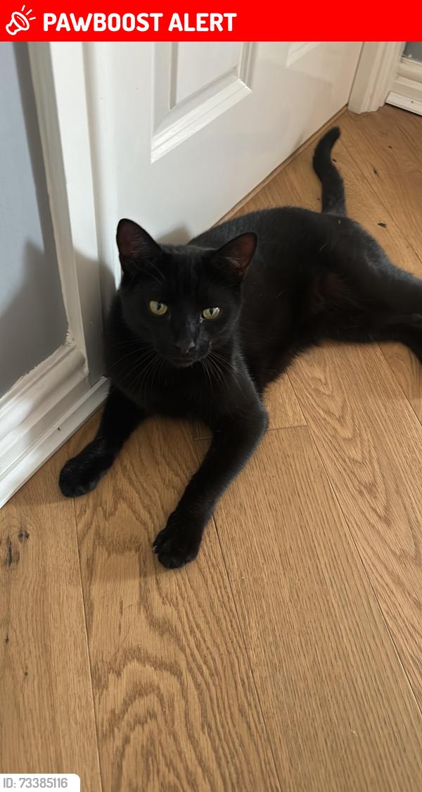 Lost Male Cat last seen Wixams, Wixams, England MK42 6BW