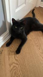 Lost Male Cat last seen Wixams, Wixams, England MK42 6BW