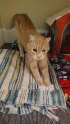 Found/Stray Male Cat last seen 4th St, near Broadway, Minneapolis, MN 55411