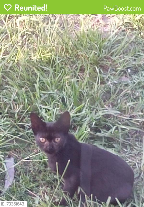 Reunited Female Cat last seen Sw Chad Ave & SW Glen Rd, Port St. Lucie, FL 34953