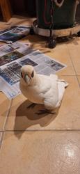 Lost Female Bird last seen willmott drive & cambridge cres, cooloongup, Cooloongup, WA 6168