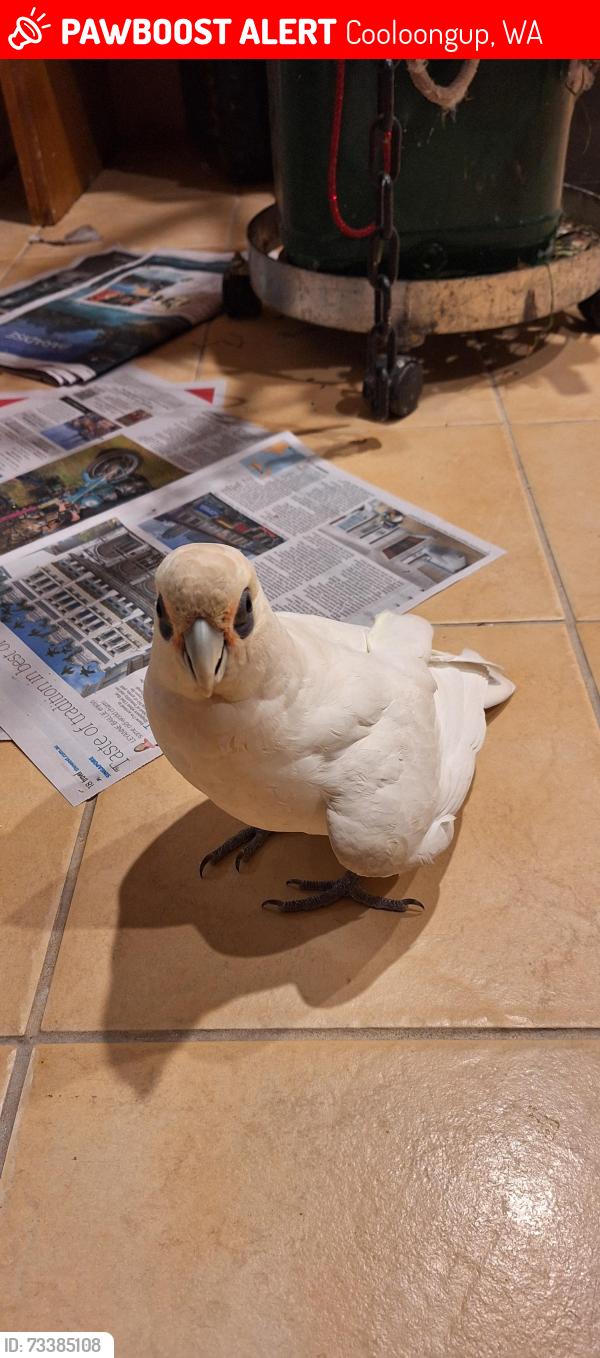 Lost Female Bird last seen willmott drive & cambridge cres, cooloongup, Cooloongup, WA 6168