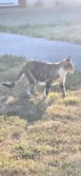 Lost Female Cat last seen Between Russel's Timber Ln and Noble Fir Dr, Carson, WA 98610
