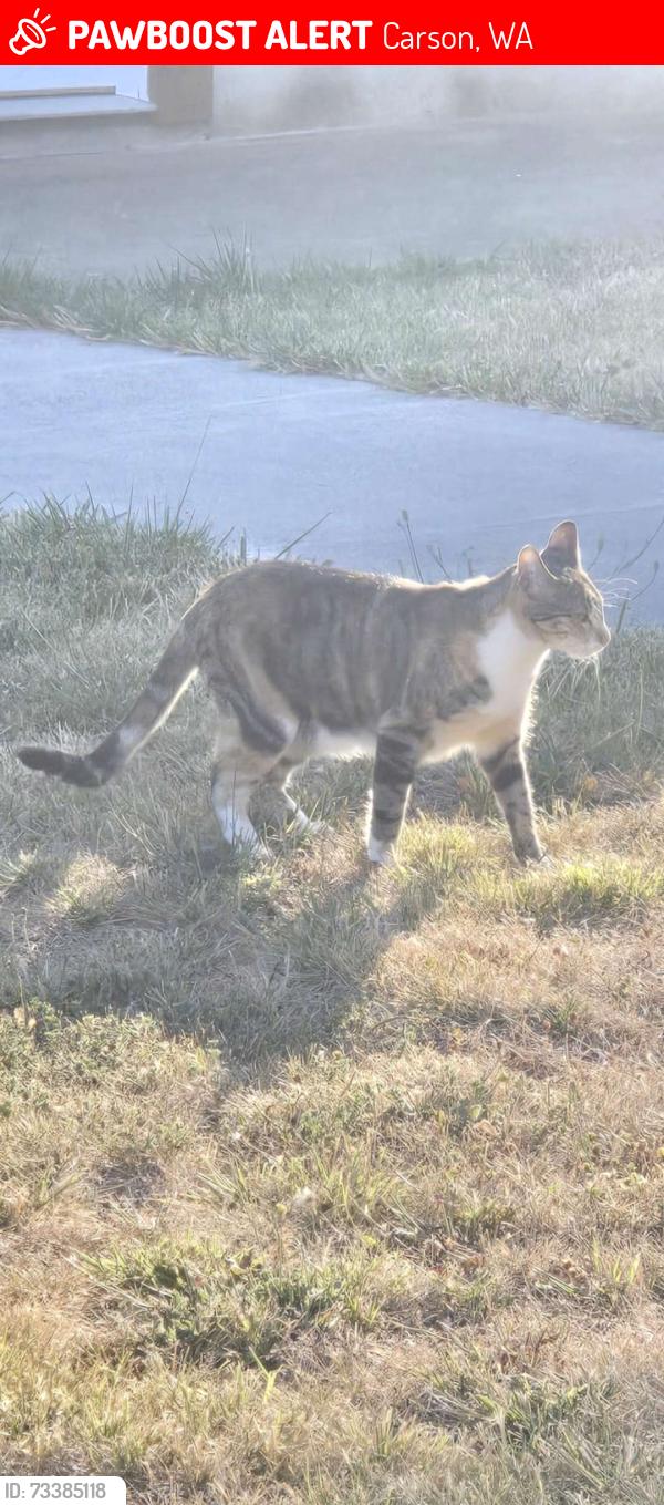 Lost Female Cat last seen Between Russel's Timber Ln and Noble Fir Dr, Carson, WA 98610