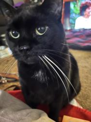 Lost Female Cat last seen Near Mammoth fork dr, Bozeman, MT 59718