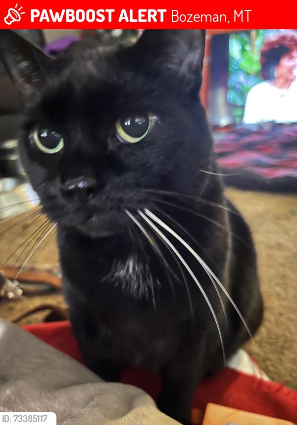 Lost Female Cat last seen Near Mammoth fork dr, Bozeman, MT 59718