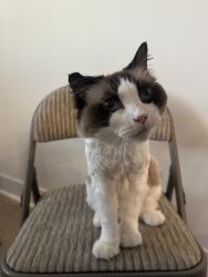 Lost Male Cat last seen Yugen, Great Park, Irvine, Irvine, CA 92618