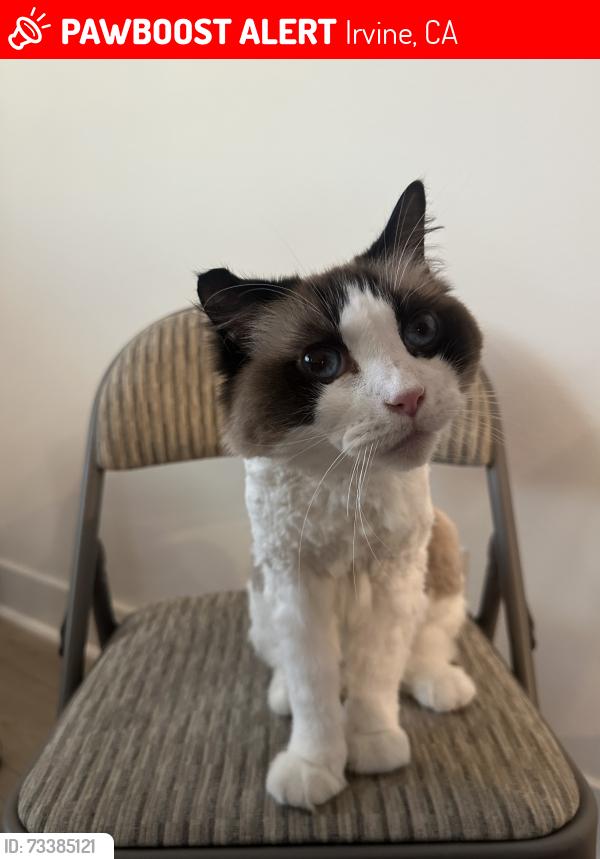 Lost Male Cat last seen Yugen, Great Park, Irvine, Irvine, CA 92618