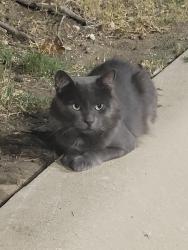 Found/Stray Unknown Cat last seen Heritage Trail, Denton, TX 76201