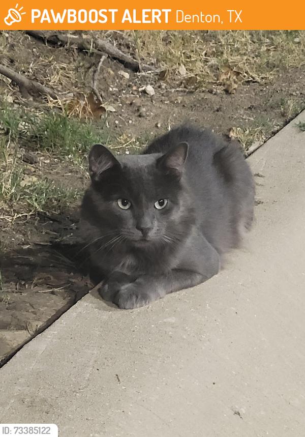 Found/Stray Unknown Cat last seen Heritage Trail, Denton, TX 76201