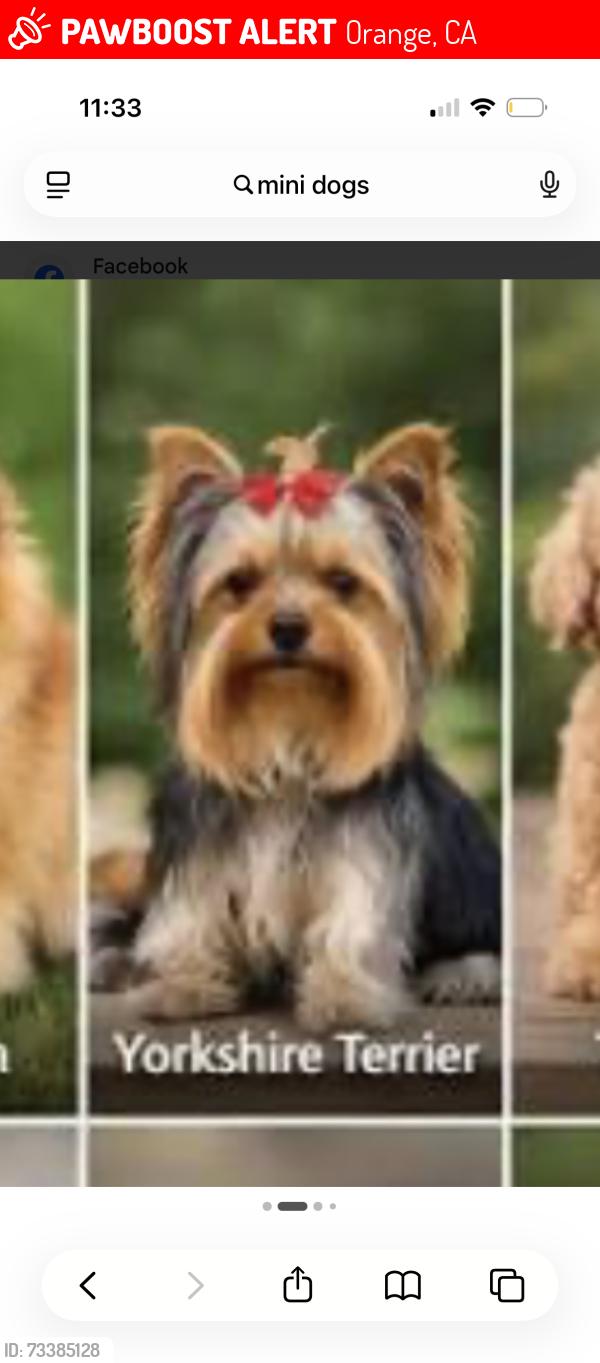 Lost Male Dog last seen Shaffer Park, Orange, CA 92865