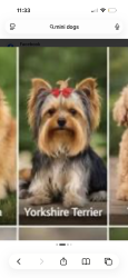 Lost Male Dog last seen Shaffer Park, Orange, CA 92865