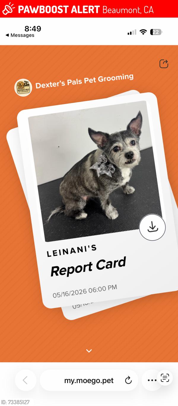Lost Female Dog last seen Olivewood community, Beaumont, CA 92223