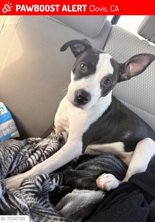 Lost Female Dog last seen Shaw and dewitt, Clovis, CA 93612