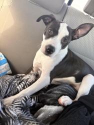 Lost Female Dog last seen Shaw and dewitt, Clovis, CA 93612