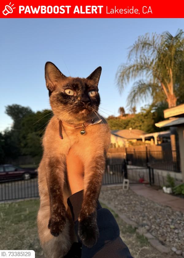 Lost Female Cat last seen Near castle court dr lakeside ca, 92040, Lakeside, CA 92040