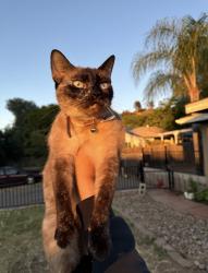 Lost Female Cat last seen Near castle court dr lakeside ca, 92040, Lakeside, CA 92040