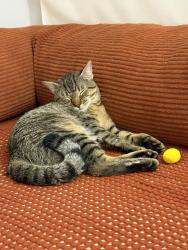 Shelter Stray Male Cat last seen Near Carpenter Avenue, BRONX, NY, 10466, 326 E 110th St, New York, NY 10029, USA
