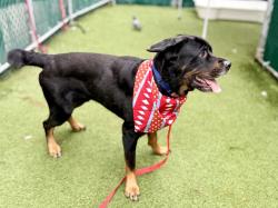 Shelter Stray Male Dog last seen Near Tiffany St, Bronx, NY 10459, BRONX, NY, 10459, 326 E 110th St, New York, NY 10029, USA