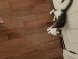 Found/Stray Unknown Cat last seen 10th Ave n and 2nd st, St. Petersburg, FL 33701