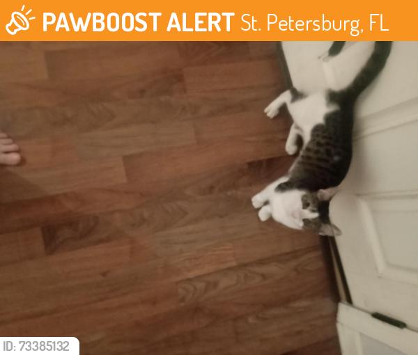 Found/Stray Unknown Cat last seen 10th Ave n and 2nd st, St. Petersburg, FL 33701