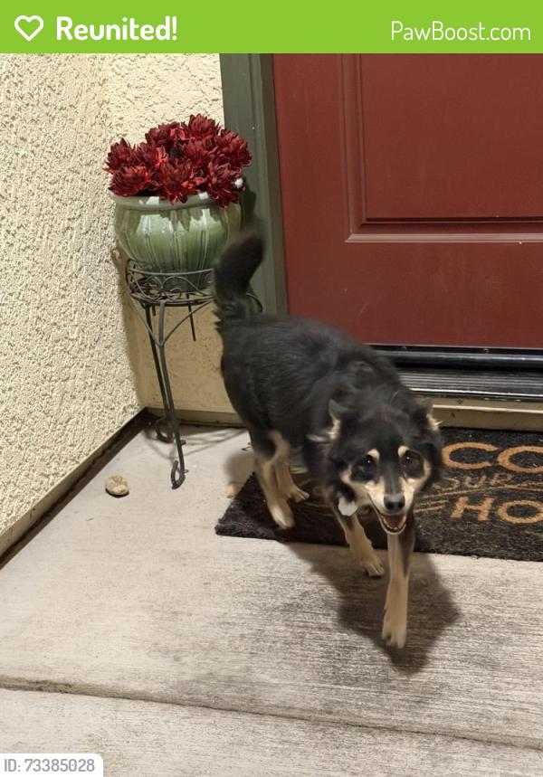 Reunited Male Dog last seen Tesoro and atherton, Manteca, CA 95337
