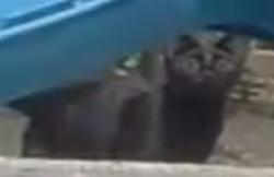 Found/Stray Unknown Cat last seen SW 175th / SW Turning Leaf Drive, Aloha, OR 97006