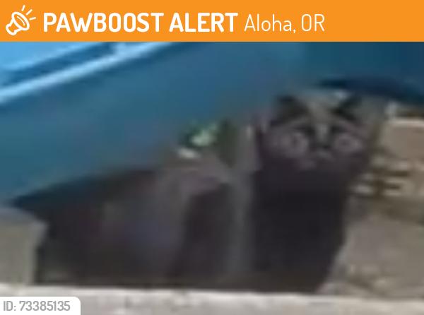 Found/Stray Unknown Cat last seen SW 175th / SW Turning Leaf Drive, Aloha, OR 97006