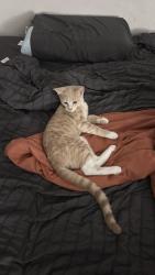 Lost Male Cat last seen Anteople Rd & Hopstoch Dr, Menifee, CA 92585