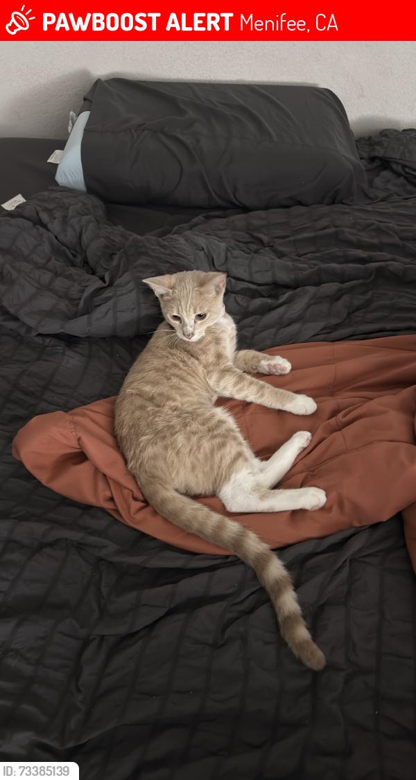 Lost Male Cat last seen Anteople Rd & Hopstoch Dr, Menifee, CA 92585